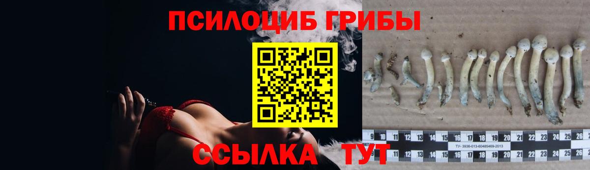 где купить наркоту  Домодедово  Псилоцибиновые грибы прущие грибы  Галлюциногенные грибы GOLDEN TEACHER 